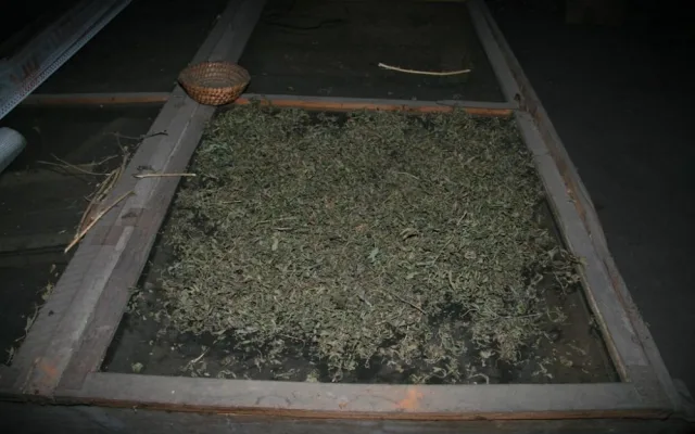 Marihuana