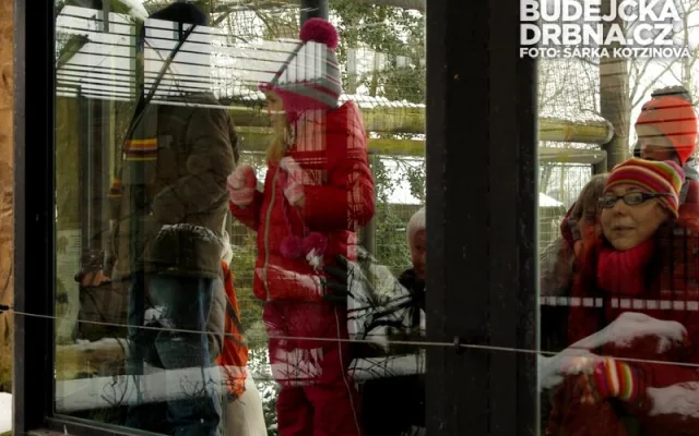 Medvědí bratři Ben a Dick slavili své pětadvacáté narozeniny