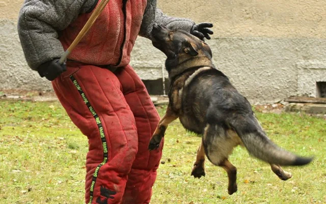 Krajský přebor policejních kynologů v Lišově