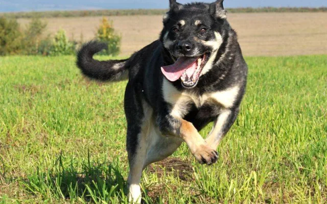 Baruška