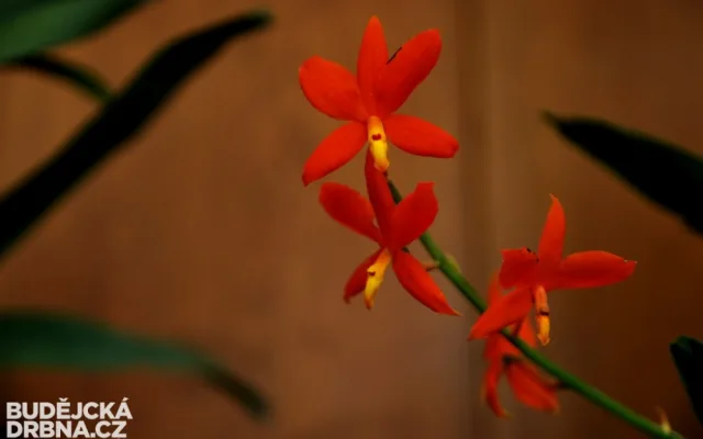 Výstava orchidejí v DK Metropol