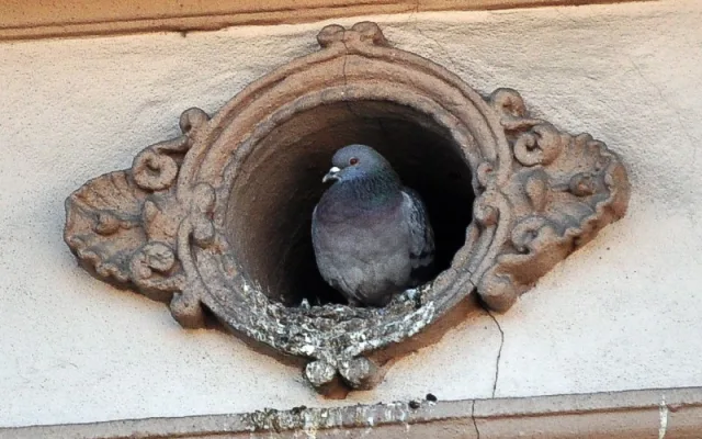 Monitoring holubů