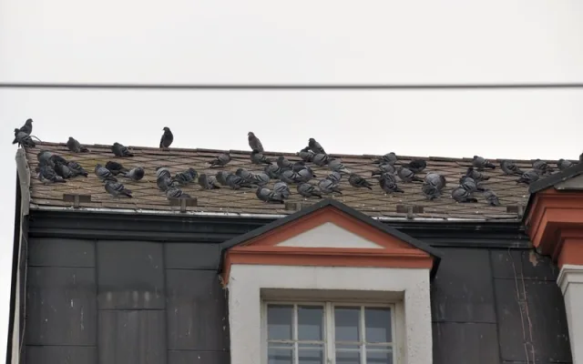 Monitoring holubů