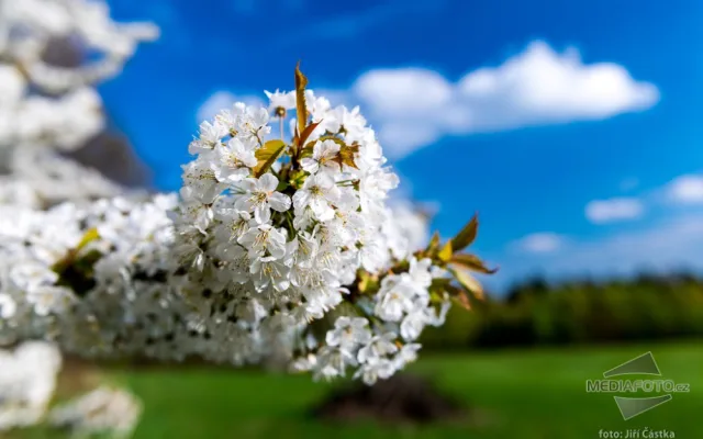 Dražba fotografií