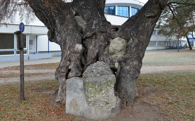 Lípa u plovárny