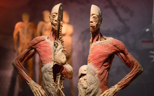 Výstava Body The Exhibition