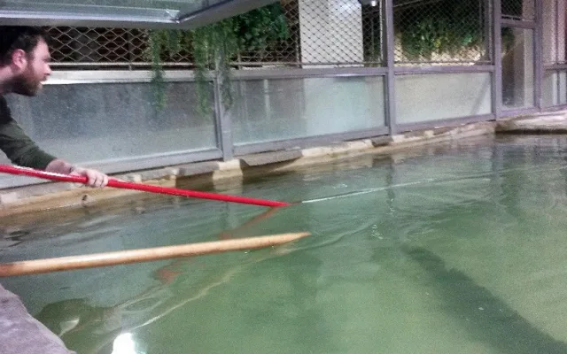 Vejce snesla samice Ganga do bazénu s hloubkou vody jeden metr.