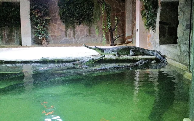 Chovná skupina gaviálů indických v protivínské zoo.