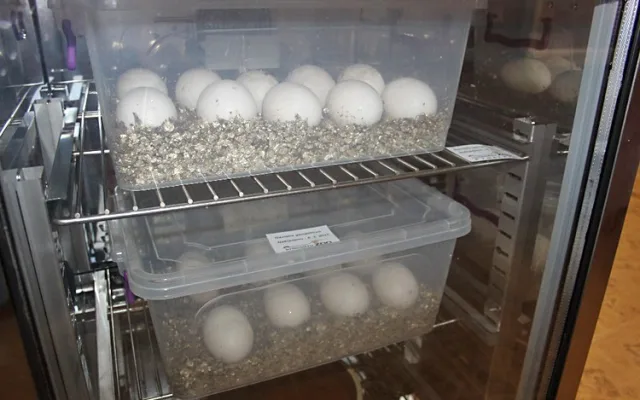 Vejce byla umístěna do inkubátoru, osmnáct jich je v inkubátoru v zázemí zoo.