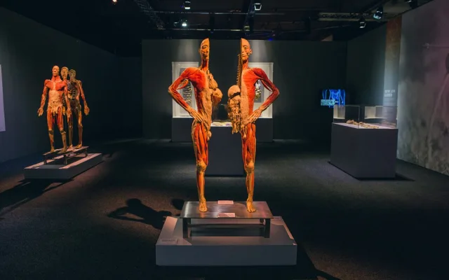 Výstava Body The Exhibition.