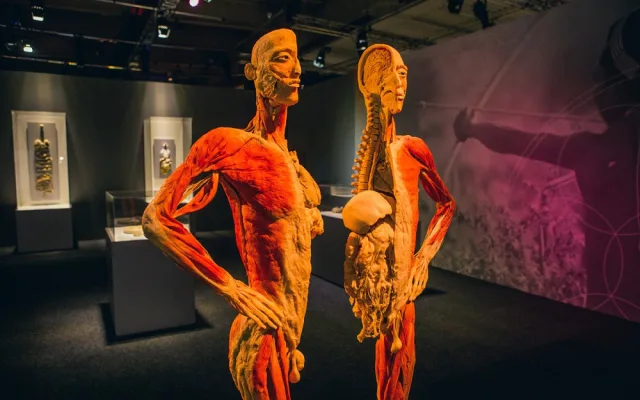 Výstava Body The Exhibition.