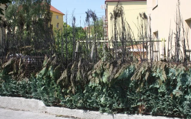Žhář zapálil také vzrosté túje u domu v Pabláskově ulici v Českých Budějovicích.