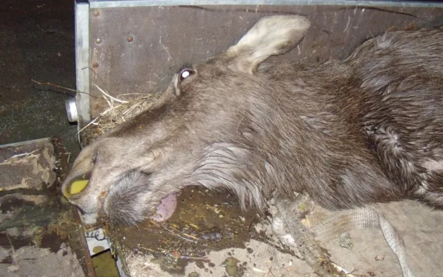 Mladá samice losa byla sražena na pravé straně Lipna v polovině března.
