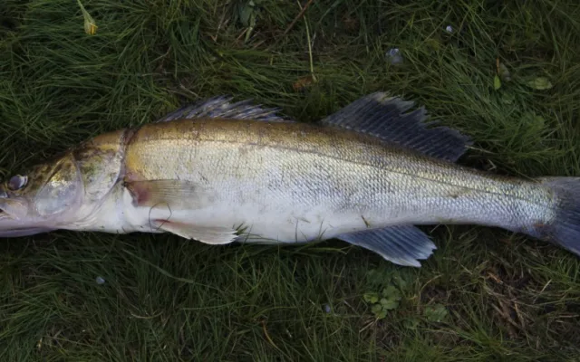 Hydrobiologové provedli rozsáhlý průzkum lipenské nádrže, který má mimo jiné zmapovat stav populace candátů.