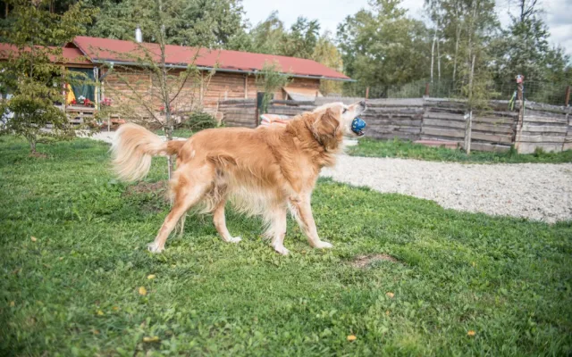 Věčně veselý Albert.