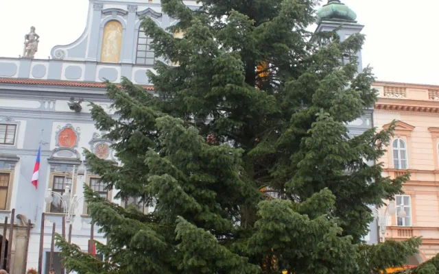Usazování vánočního stromu na buděcké náměstí, sobota 18. listopadu dopoledne.