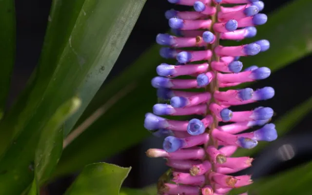 Jihočeské muzeum opět pořáda tradiční a oblíbenou výstavu orchidejí, bromélií, sukulentů a jiných exotických rostlin
