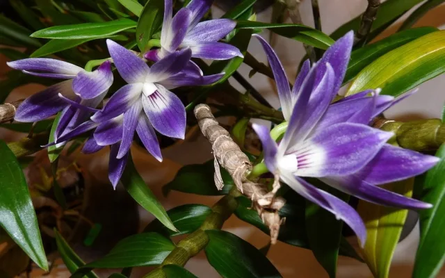 Jihočeské muzeum opět pořáda tradiční a oblíbenou výstavu orchidejí, bromélií, sukulentů a jiných exotických rostlin