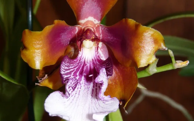 Jihočeské muzeum opět pořáda tradiční a oblíbenou výstavu orchidejí, bromélií, sukulentů a jiných exotických rostlin