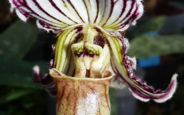 Jihočeské muzeum opět pořáda tradiční a oblíbenou výstavu orchidejí, bromélií, sukulentů a jiných exotických rostlin