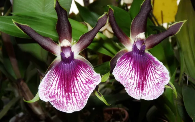 Jihočeské muzeum opět pořáda tradiční a oblíbenou výstavu orchidejí, bromélií, sukulentů a jiných exotických rostlin