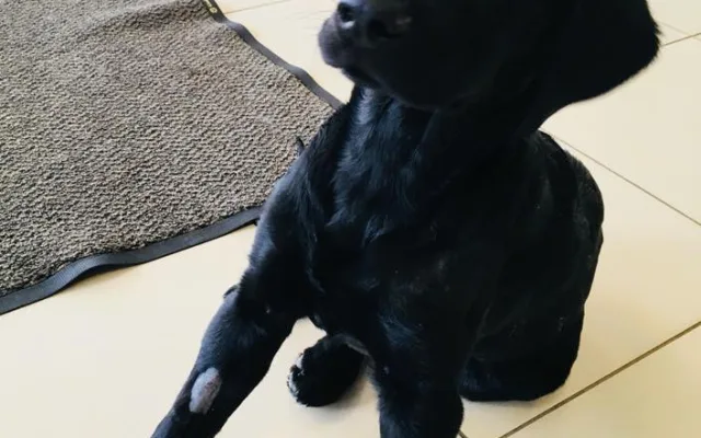 Marley už odjel z pražské kliniky