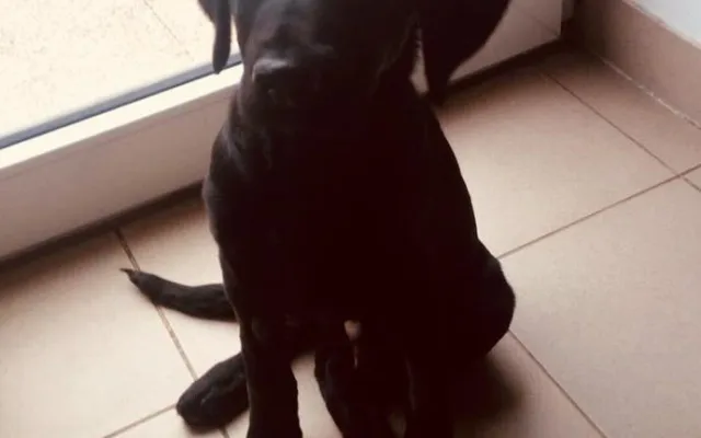 Marley už odjel z pražské kliniky