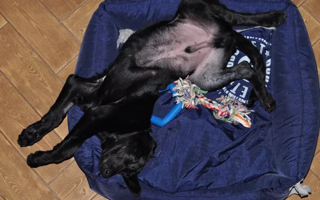 Marley už se má dobře. Zdroj: Facebook Animal Rescue – Odchytová služba a útulek
