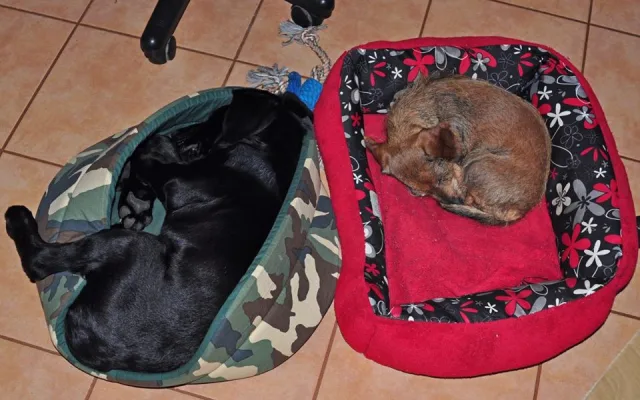 Marley už se má dobře. Zdroj: Facebook Animal Rescue – Odchytová služba a útulek