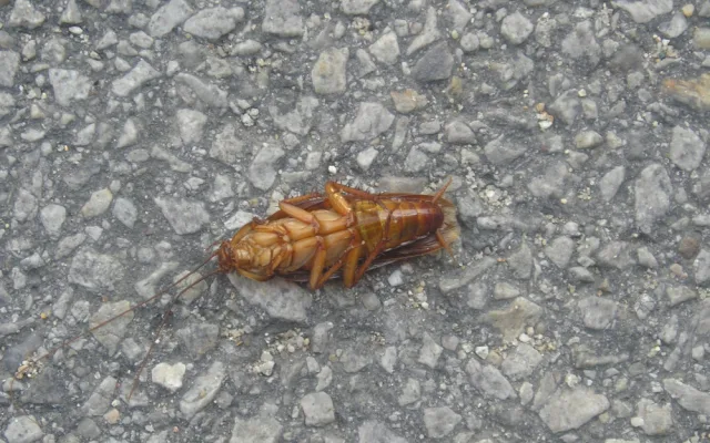 Na jaře se probouzejí k životu vosy, mravenci, potkani, ale i štěnice