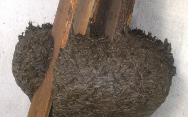 Na jaře se probouzejí k životu vosy, mravenci, potkani, ale i štěnice