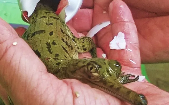 Krokodýlí zoo Protivín