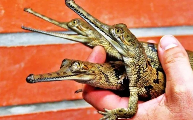 Krokodýlí zoo Protivín