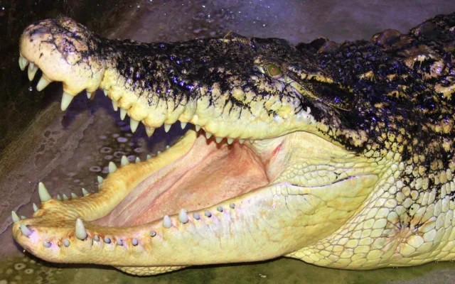 Krokodýlí zoo Protivín