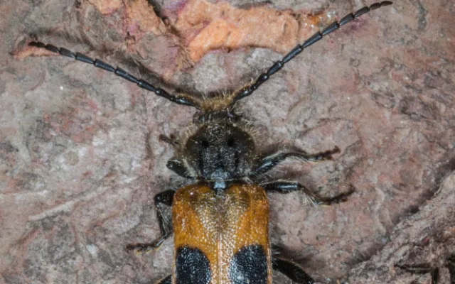 Tesařík. Foto: Jan Šula