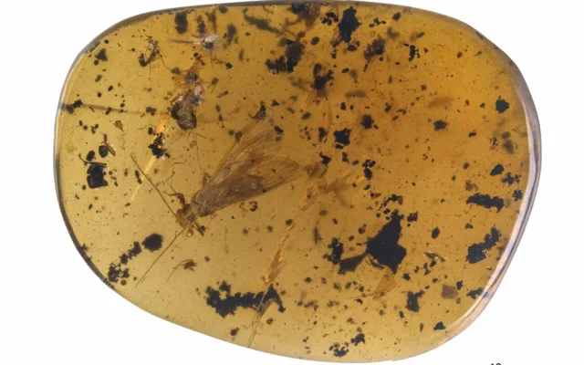 Nově objevené druhy fosilií řádu pošvatek, nazvané Rolling Stoneflies.