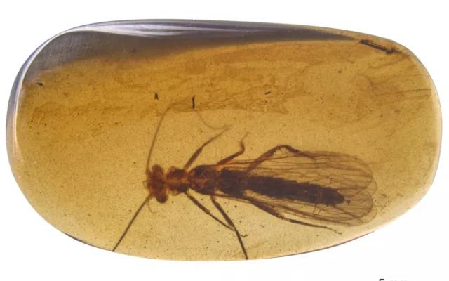 Nově objevené druhy fosilií řádu pošvatek, nazvané Rolling Stoneflies.