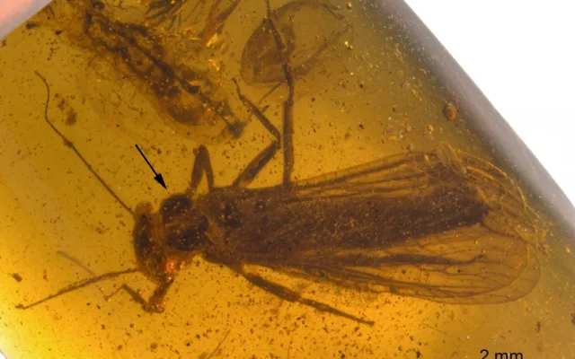 Nově objevené druhy fosilií řádu pošvatek, nazvané Rolling Stoneflies.