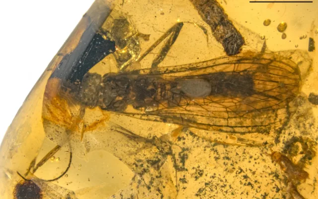 Nově objevené druhy fosilií řádu pošvatek, nazvané Rolling Stoneflies.