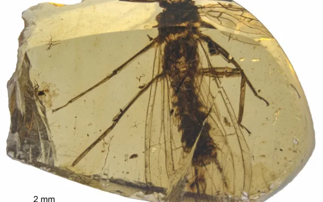 Nově objevené druhy fosilií řádu pošvatek, nazvané Rolling Stoneflies.