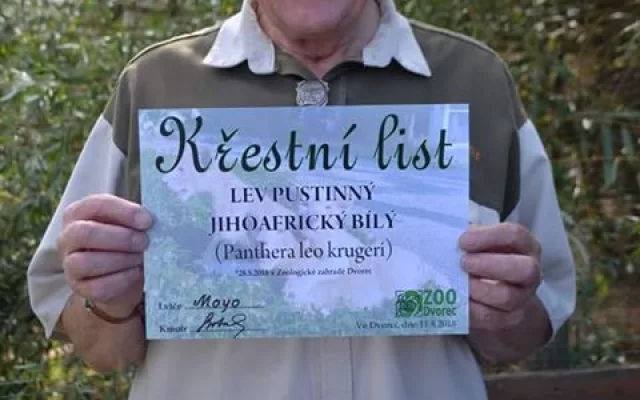 Křest dvouměsíčních koťat vzácného bílého jihoafrického lva v Zoo Dvorec.