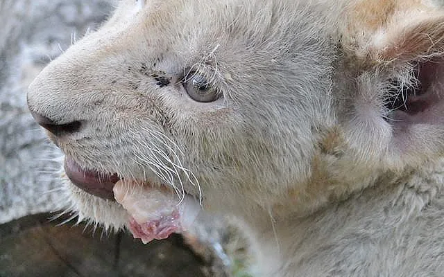 Dvouměsíční koťata vzácného bílého jihoafrického lva v Zoo Dvorec.