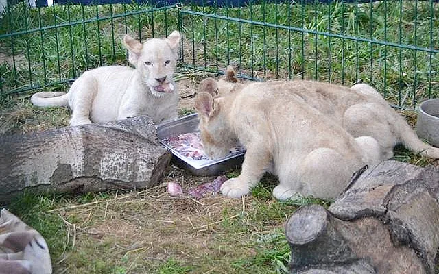 Dvouměsíční koťata vzácného bílého jihoafrického lva v Zoo Dvorec.