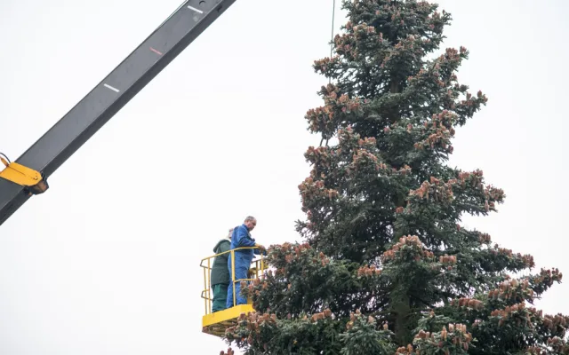 Dvanáctimetrová jedle korejská bude letošním vánočním stromečkem