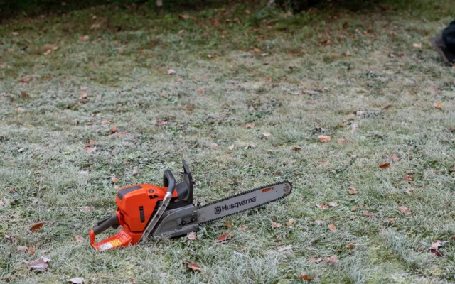 Dvanáctimetrová jedle korejská bude letošním vánočním stromečkem