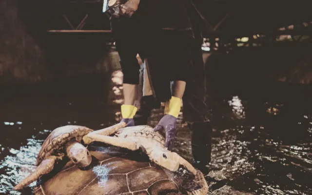 Želvy v Mlýnské stoce nejsou jen výkřikem do tmy. Představují projekt LOVE