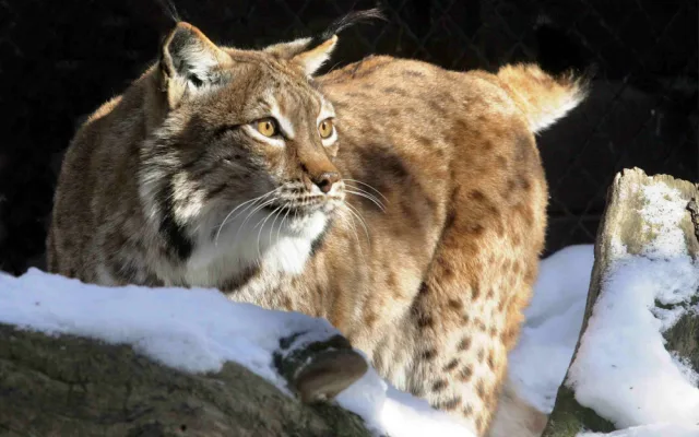 V Nasvícené zoo se objeví lední medvěd nebo tučňáci