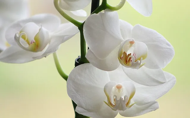 Do muzea se vrací tradiční výstava orchidejí