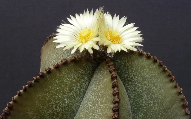 Do muzea se vrací tradiční výstava orchidejí