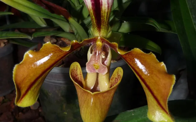 Do muzea se vrací tradiční výstava orchidejí